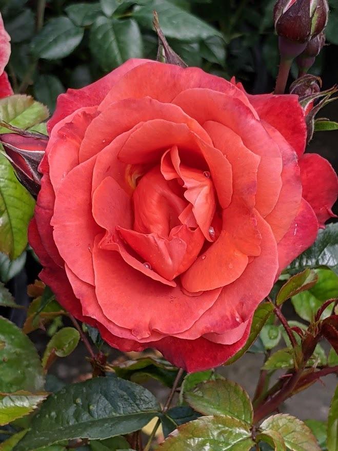 Photo of Rose (Rosa 'Hot Cocoa') uploaded by Joy