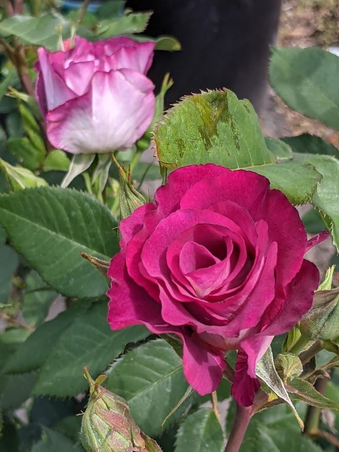 Photo of Rose (Rosa 'Stormy Weather') uploaded by Joy
