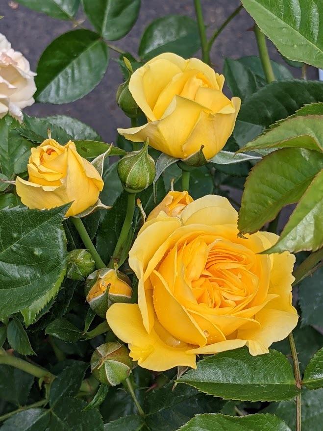 Photo of Floribunda Rose (Rosa 'Julia Child') uploaded by Joy
