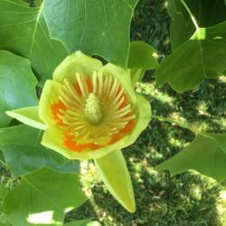 Location: Home landscape
Date: 2021-05-23
Bloom on our Tulip Poplar