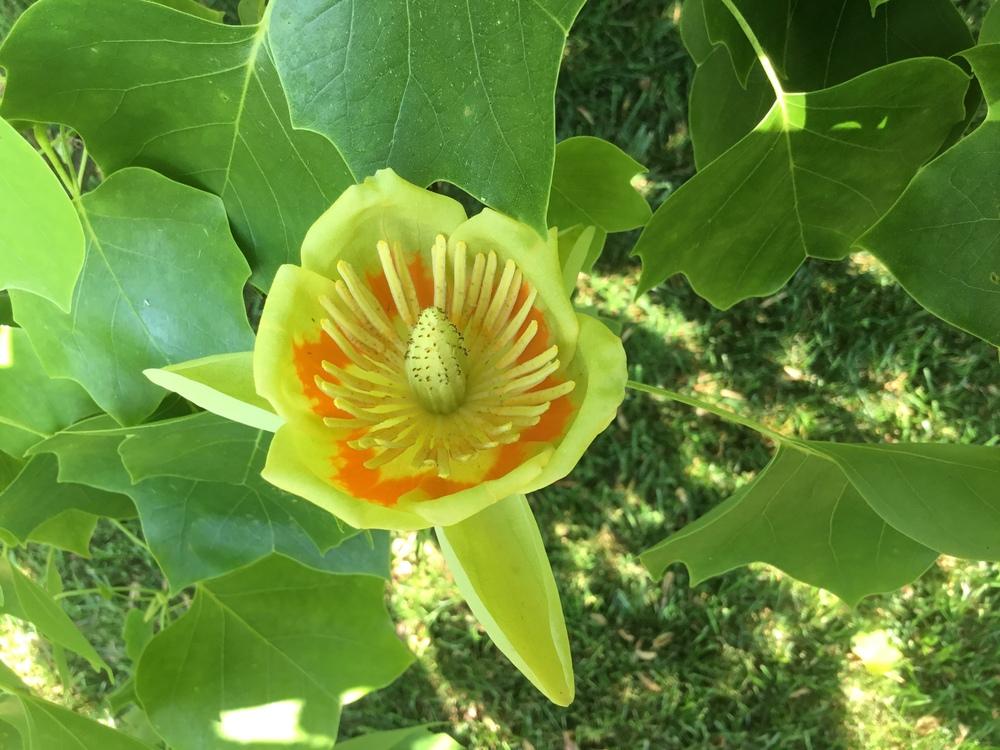 Photo of Tulip Poplar (Liriodendron tulipifera) uploaded by KYgal