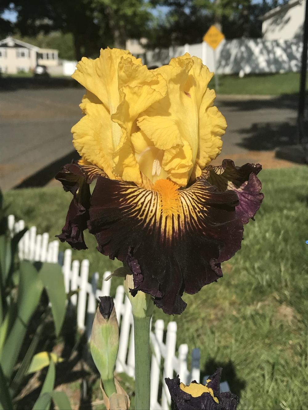 Photo of Tall Bearded Iris (Iris 'Pirate Ahoy') uploaded by MrsMud