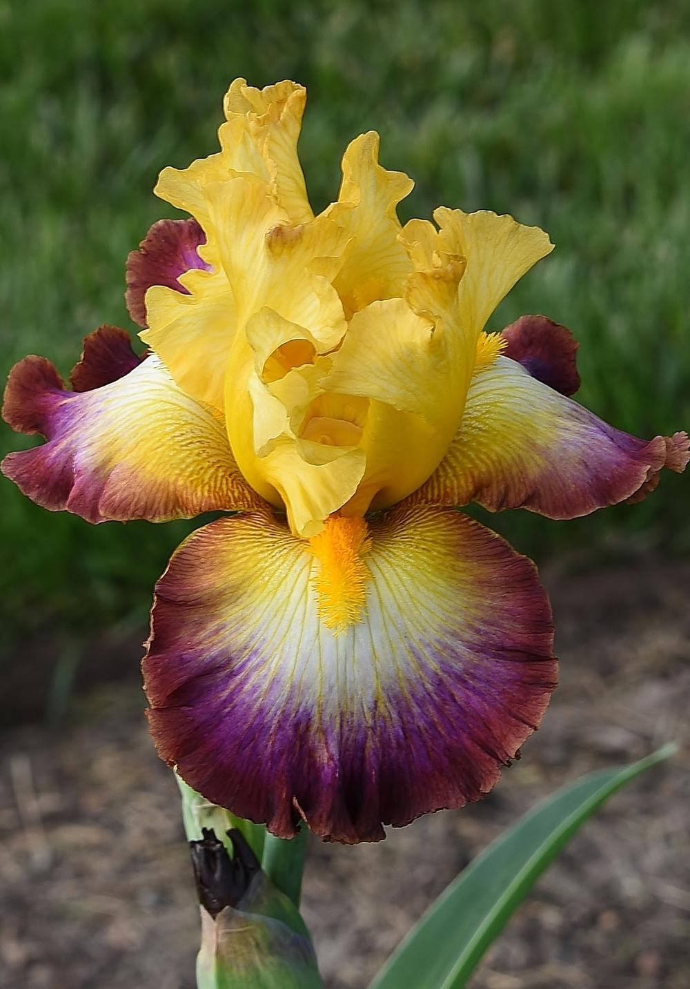Photo of Tall Bearded Iris (Iris 'Rainbow High') uploaded by Polka45