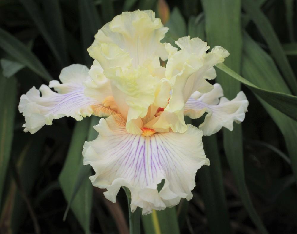 Photo of Tall Bearded Iris (Iris 'Matters of the Heart') uploaded by cinvasko