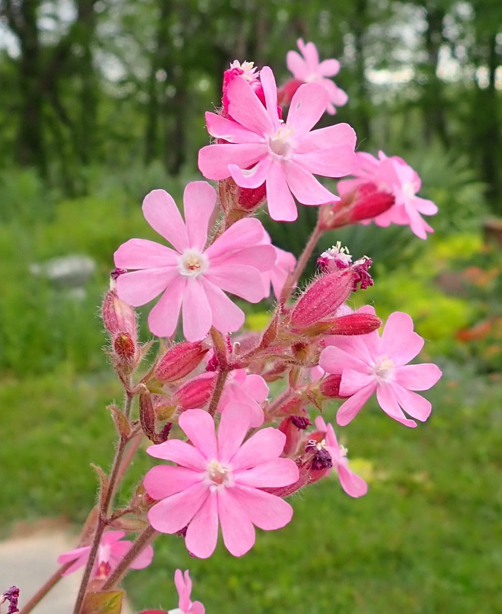 Photo of Variegated Catchfly (Silene dioica 'Clifford Moor') uploaded by gardengus