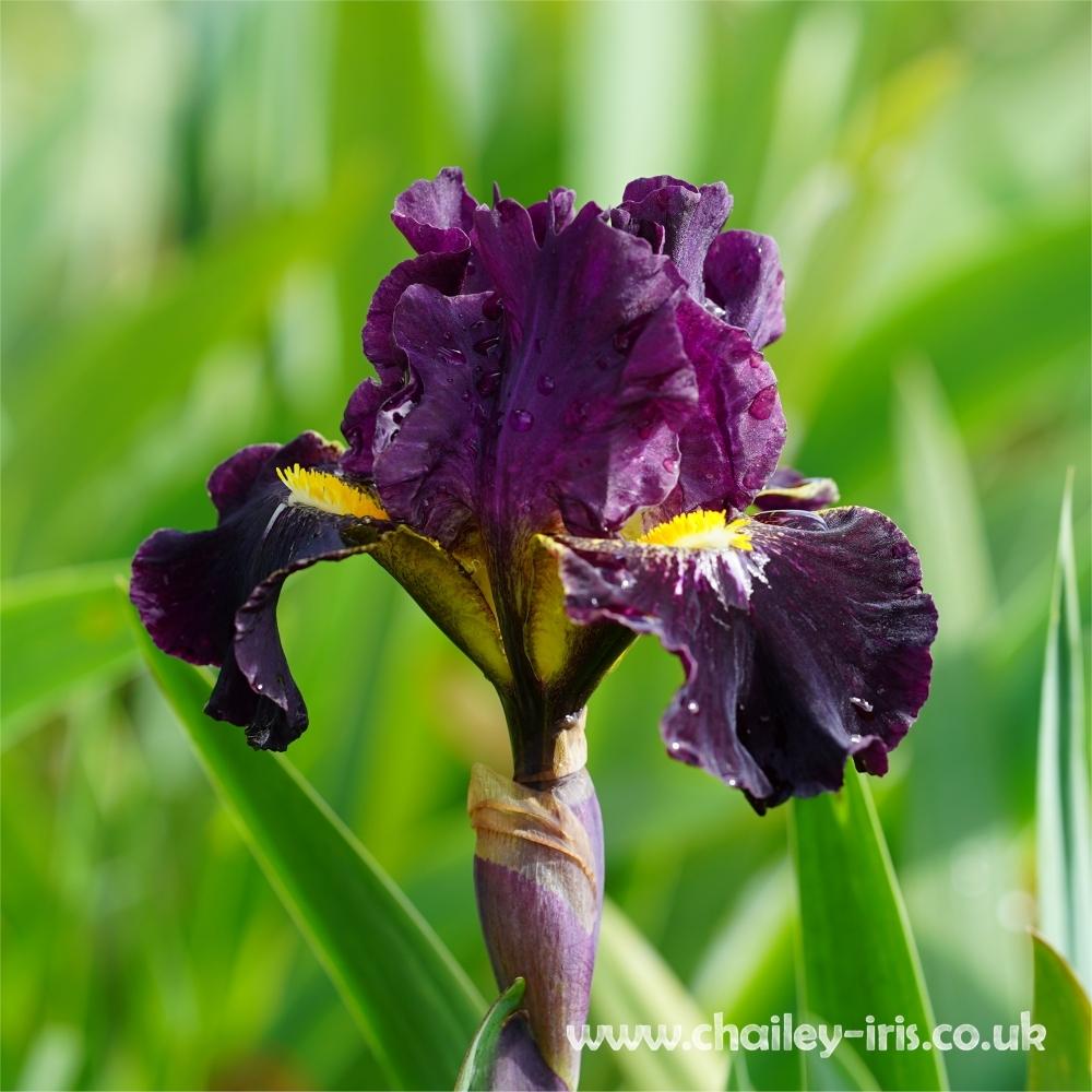 Photo of Intermediate Bearded Iris (Iris 'Oblivion') uploaded by jeffa