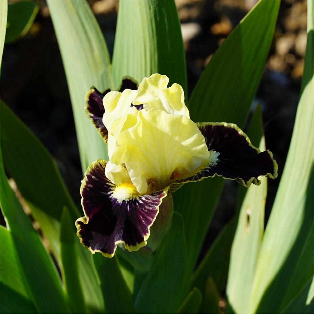 Photo of Standard Dwarf Bearded Iris (Iris 'Coconino') uploaded by jeffa