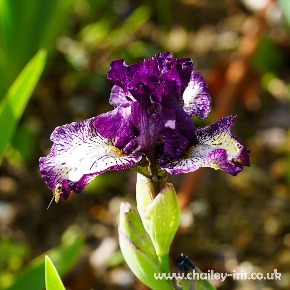 Photo of Intermediate Bearded Iris (Iris 'Fall Line') uploaded by jeffa
