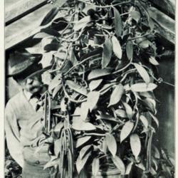 Location: Trento, Italy
Date: c. 1910
photo from 'Orchis', 1910