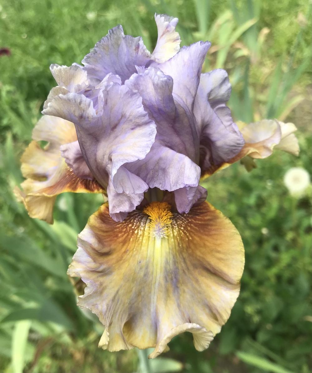 Photo of Tall Bearded Iris (Iris 'Cow Palace') uploaded by Lbsmitty