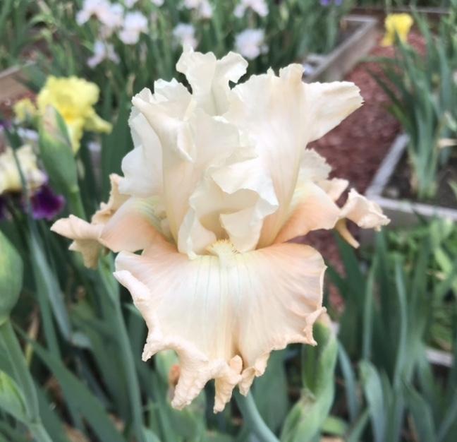 Photo of Tall Bearded Iris (Iris 'Let's Misbehave') uploaded by Lbsmitty