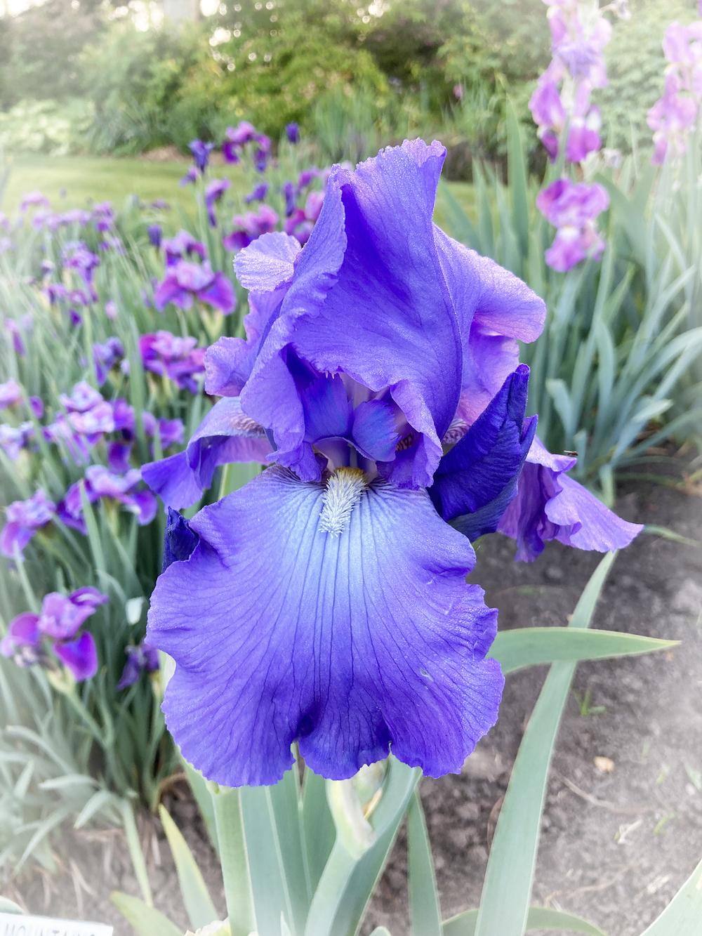 Photo of Tall Bearded Iris (Iris 'Blue Mountains') uploaded by marysp