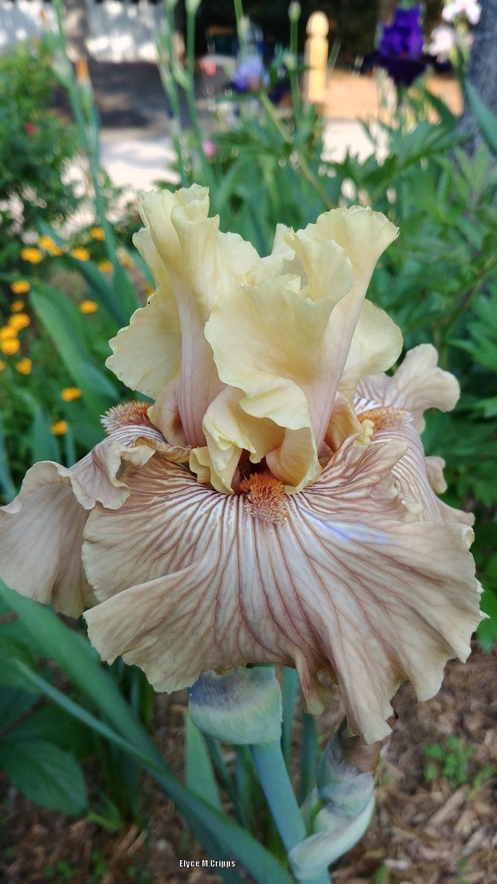 Photo of Tall Bearded Iris (Iris 'Just Crazy') uploaded by ElyceC