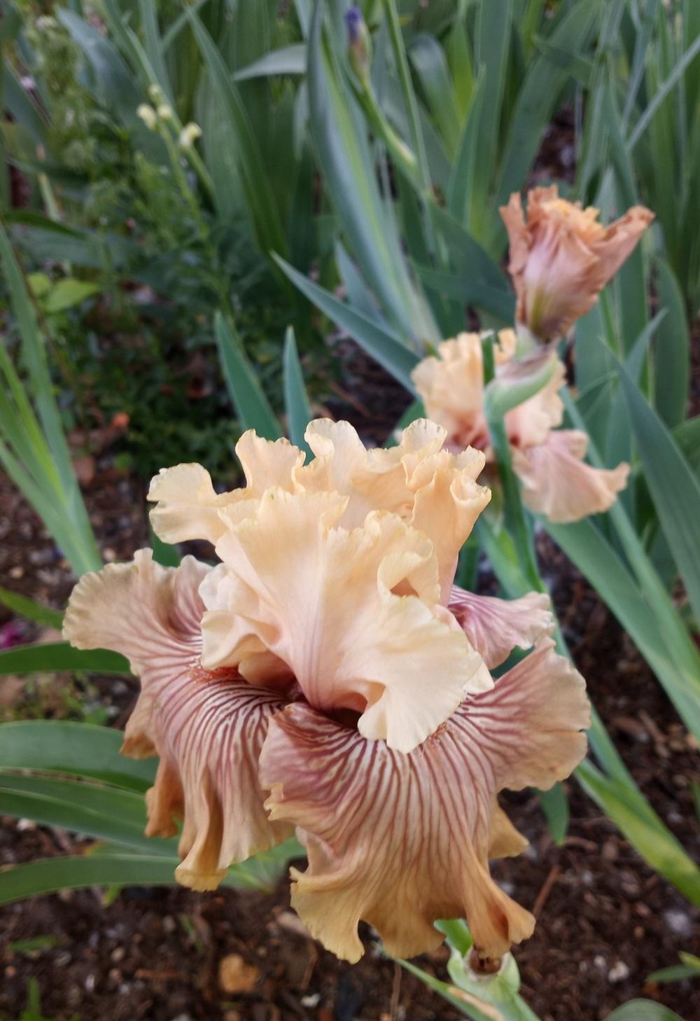 Photo of Tall Bearded Iris (Iris 'Just Crazy') uploaded by FAIRYROSE