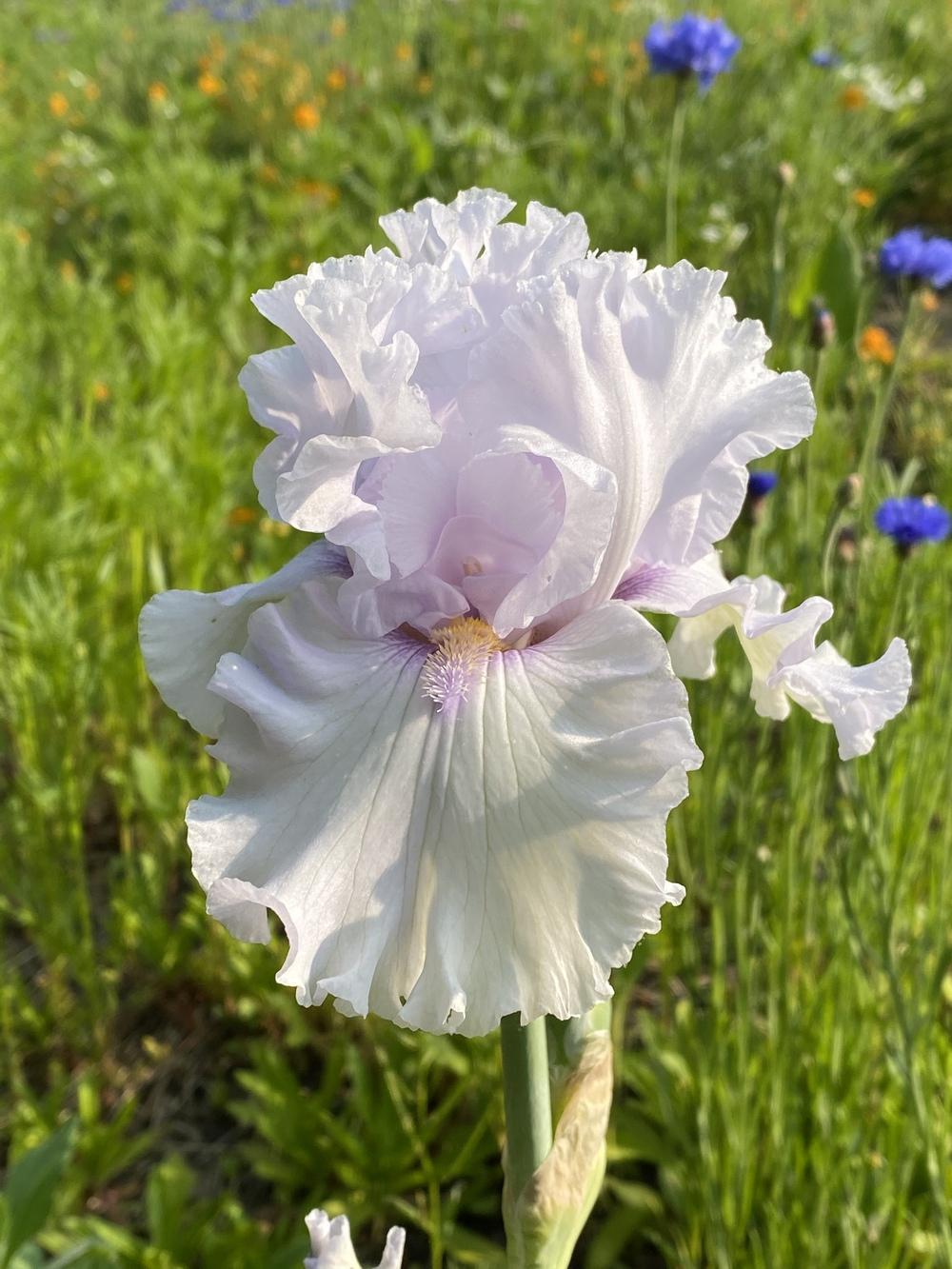 Photo of Tall Bearded Iris (Iris 'Icy Winds') uploaded by FormerGWzoneLyndaWS