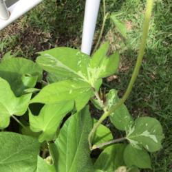 Location: Gardenfish garden
Date: May 24 2020
Variegated vine with emerging bud