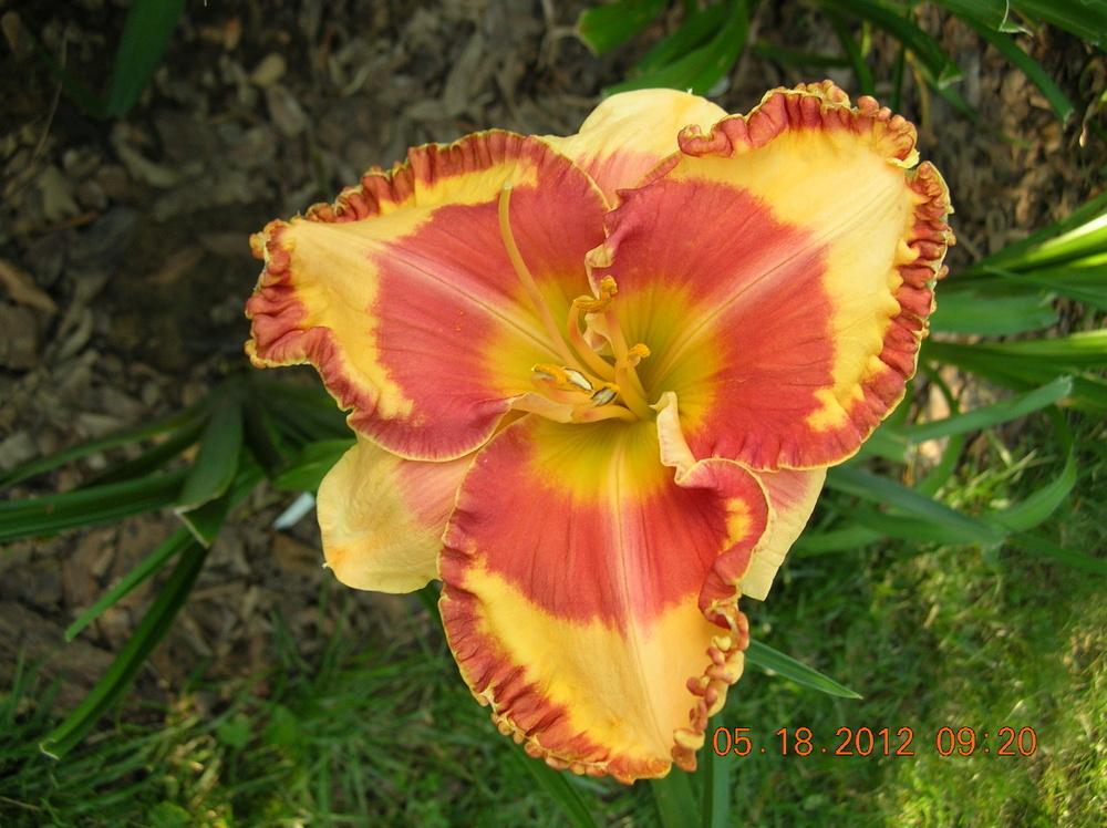 Photo of Daylily (Hemerocallis 'Orange Grove') uploaded by jackky