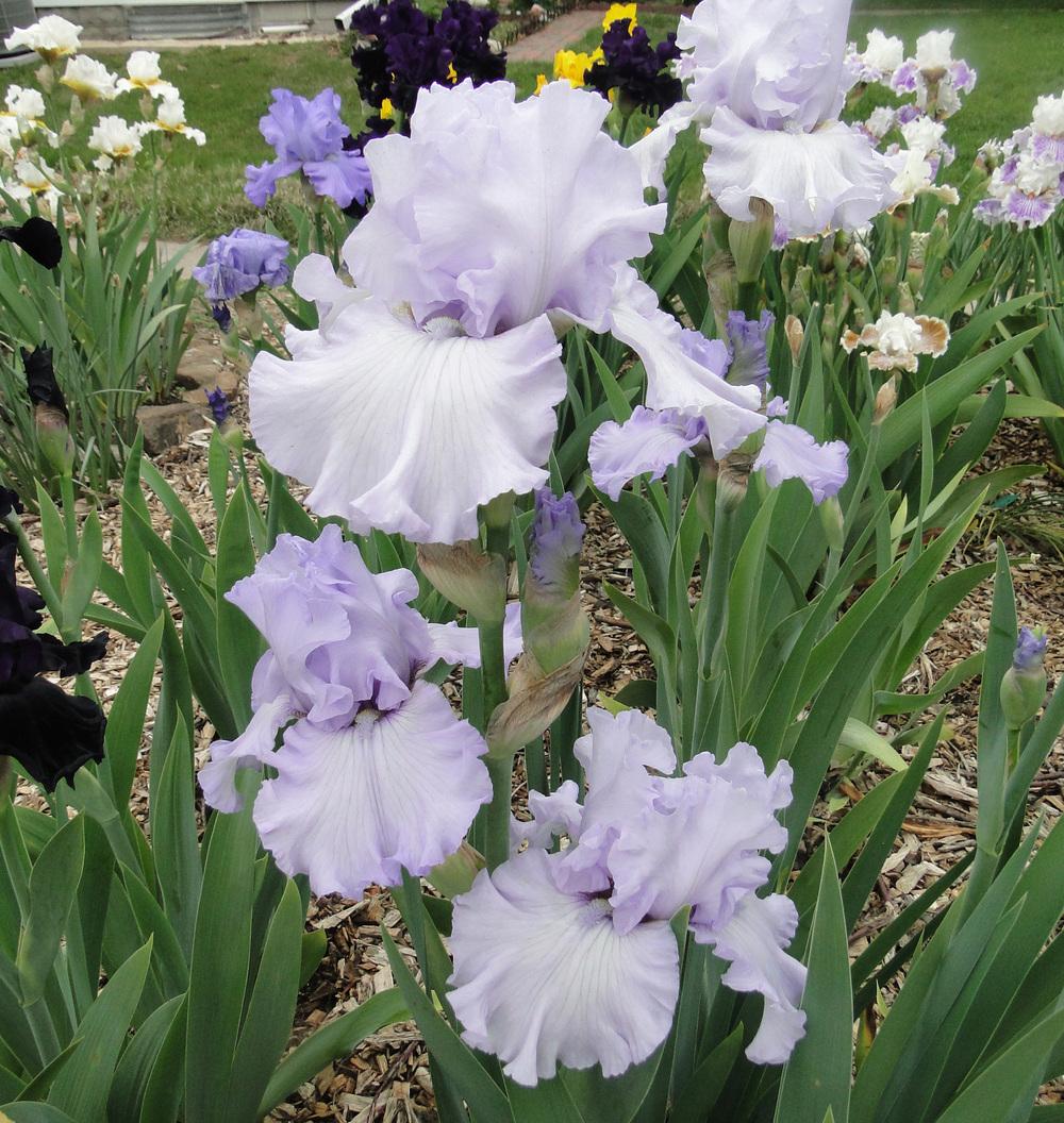 Photo of Tall Bearded Iris (Iris 'Silverado') uploaded by lauriemorningglory