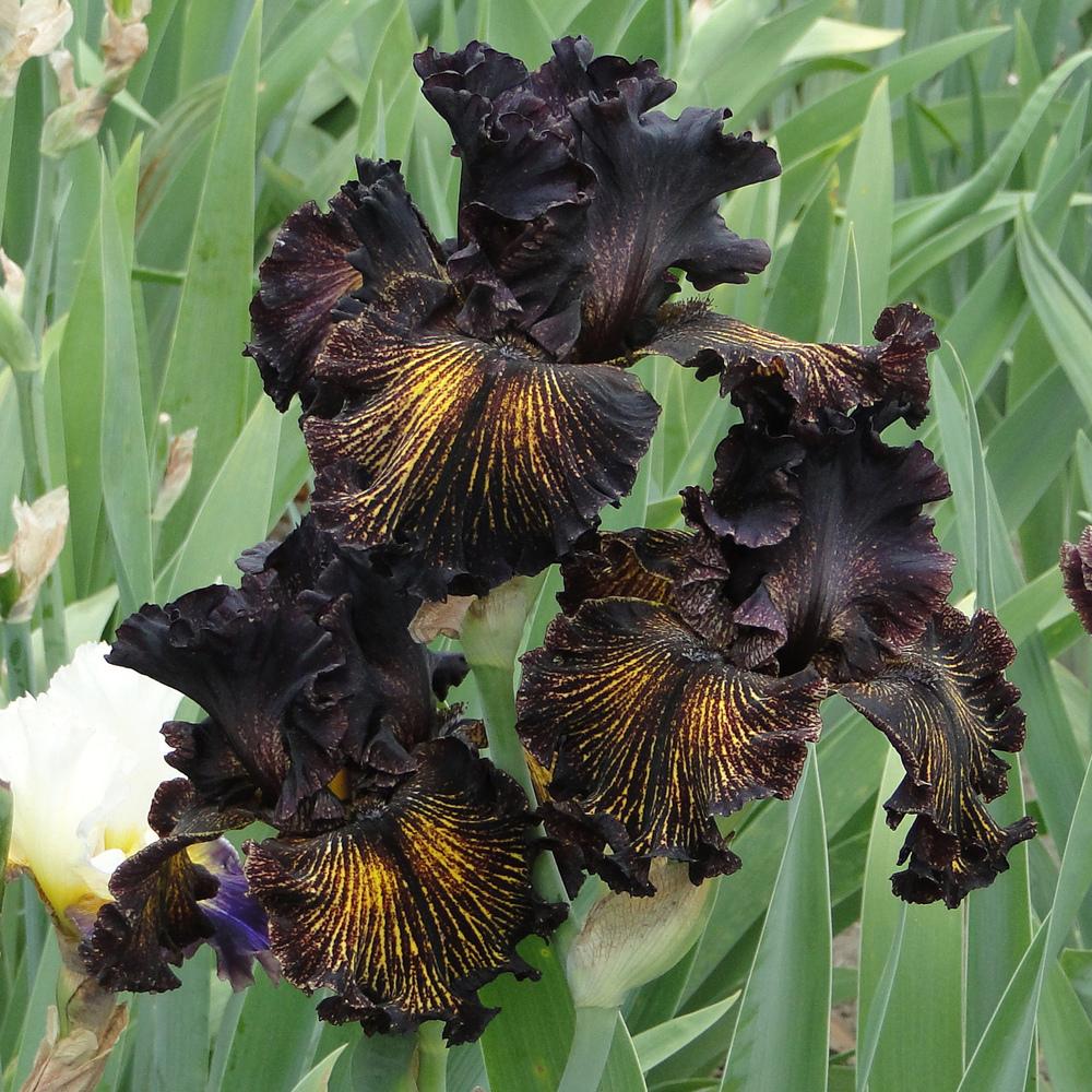 Photo of Tall Bearded Iris (Iris 'Dark Energy') uploaded by lauriemorningglory