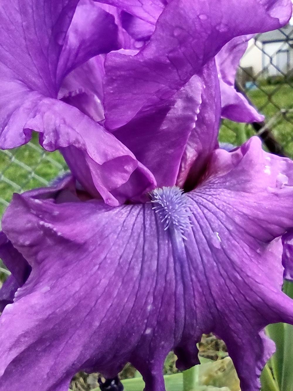 Photo of Tall Bearded Iris (Iris 'Majestic Ruler') uploaded by lvitanova