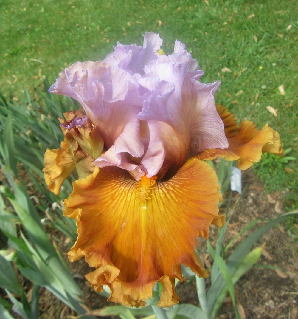 Photo of Tall Bearded Iris (Iris 'Valley of Dreams') uploaded by tveguy3