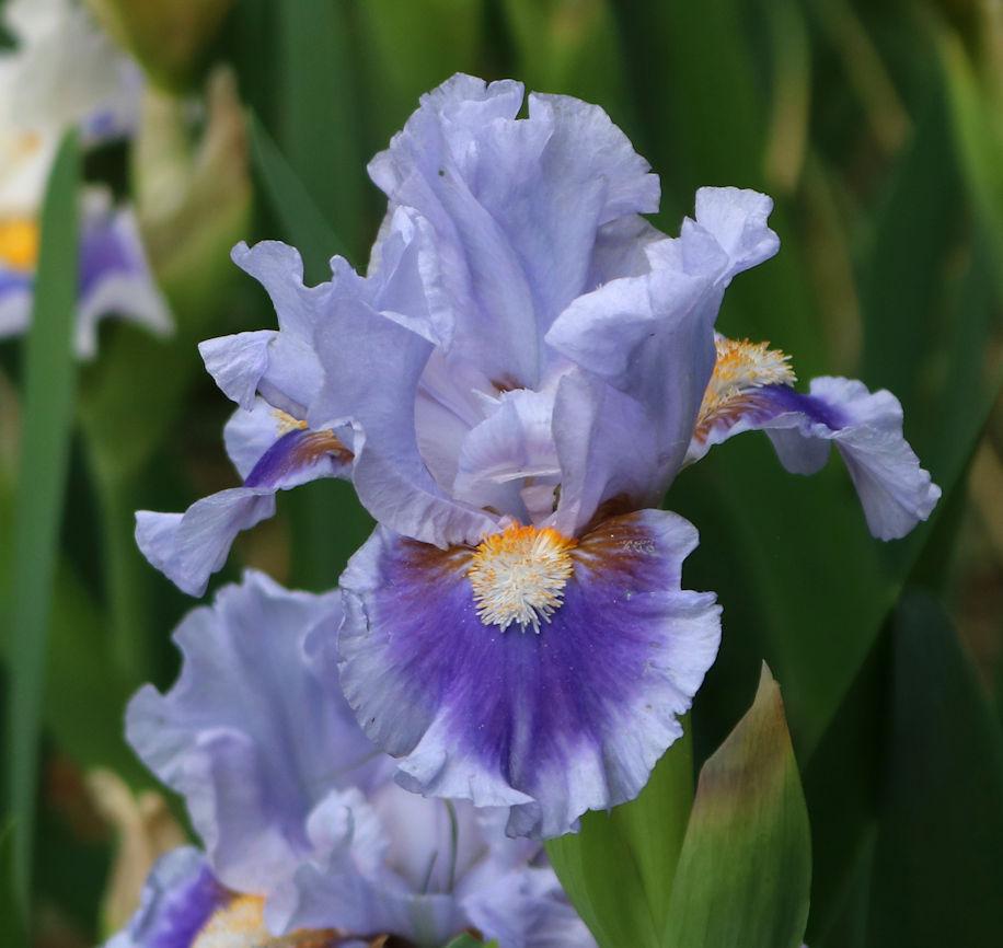 Photo of Standard Dwarf Bearded Iris (Iris 'Thimble') uploaded by MShadow