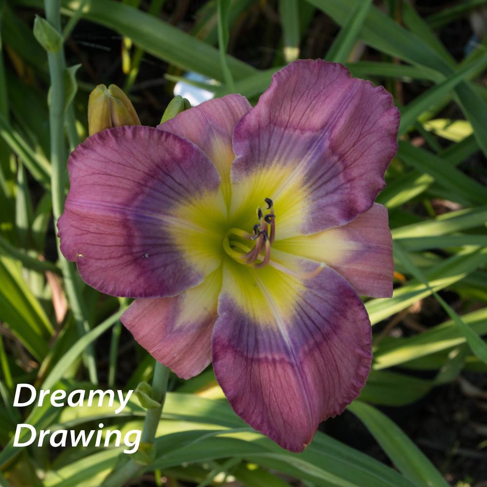 Photo of Daylily (Hemerocallis 'Dreamy Drawing') uploaded by Vinity