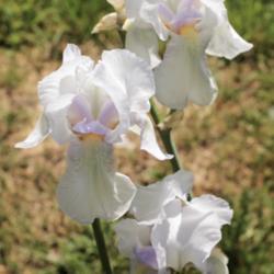Location: Radford Virginia
Date: 2021-05-27
Really love this flower. Tall and wispy, delicate in a mixed bed.
