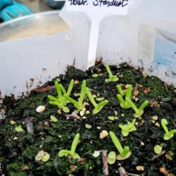 Location: Ann Arbor, Michigan
Date: 2021-04-28
Delighted to see these ice plant seedlings, winter sowed