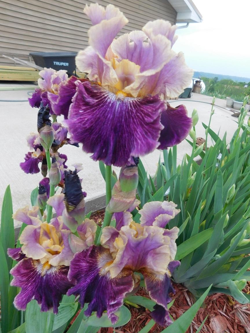 Photo of Tall Bearded Iris (Iris 'Let's Be Friends') uploaded by gardenglassgems