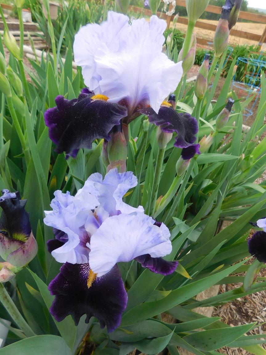 Photo of Tall Bearded Iris (Iris 'Habit') uploaded by gardenglassgems