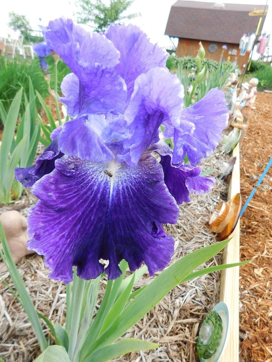 Photo of Tall Bearded Iris (Iris 'Daughter of Stars') uploaded by gardenglassgems