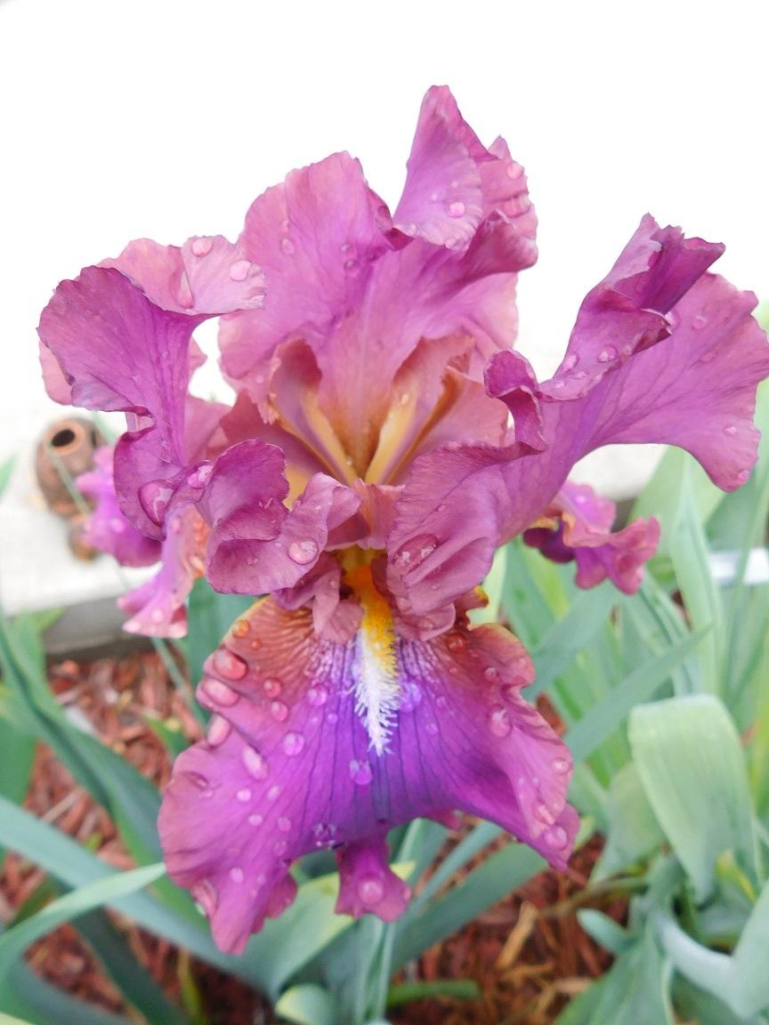 Photo of Tall Bearded Iris (Iris 'Hook') uploaded by gardenglassgems