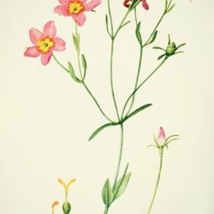 illustration by Mary E. Eaton from 'Addisonia', 1931
