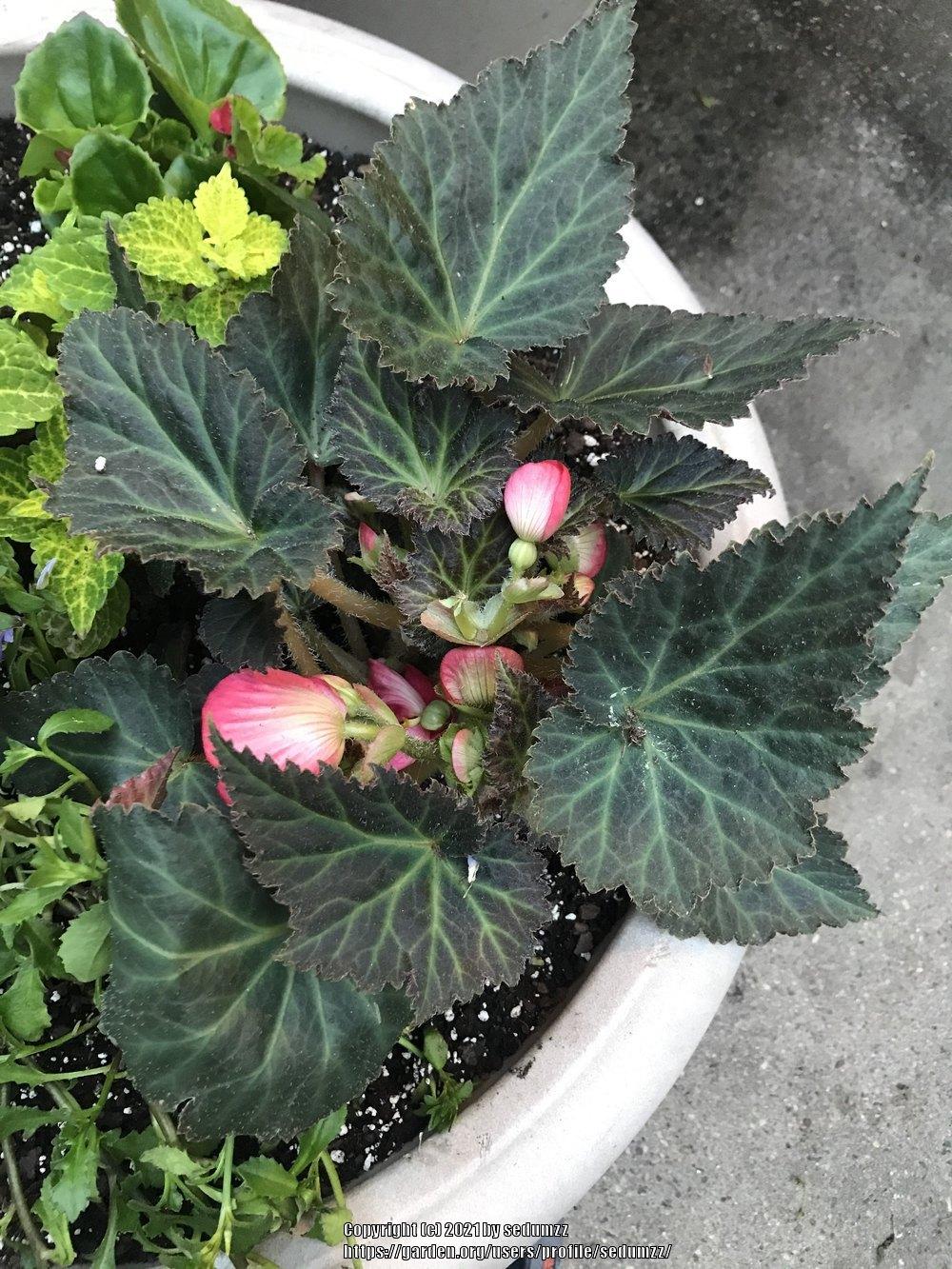 Photo of Begonias (Begonia) uploaded by sedumzz