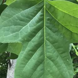 Location: Fairfax, Virginia (Outdoors)
Mature leaf, around 10 inches long