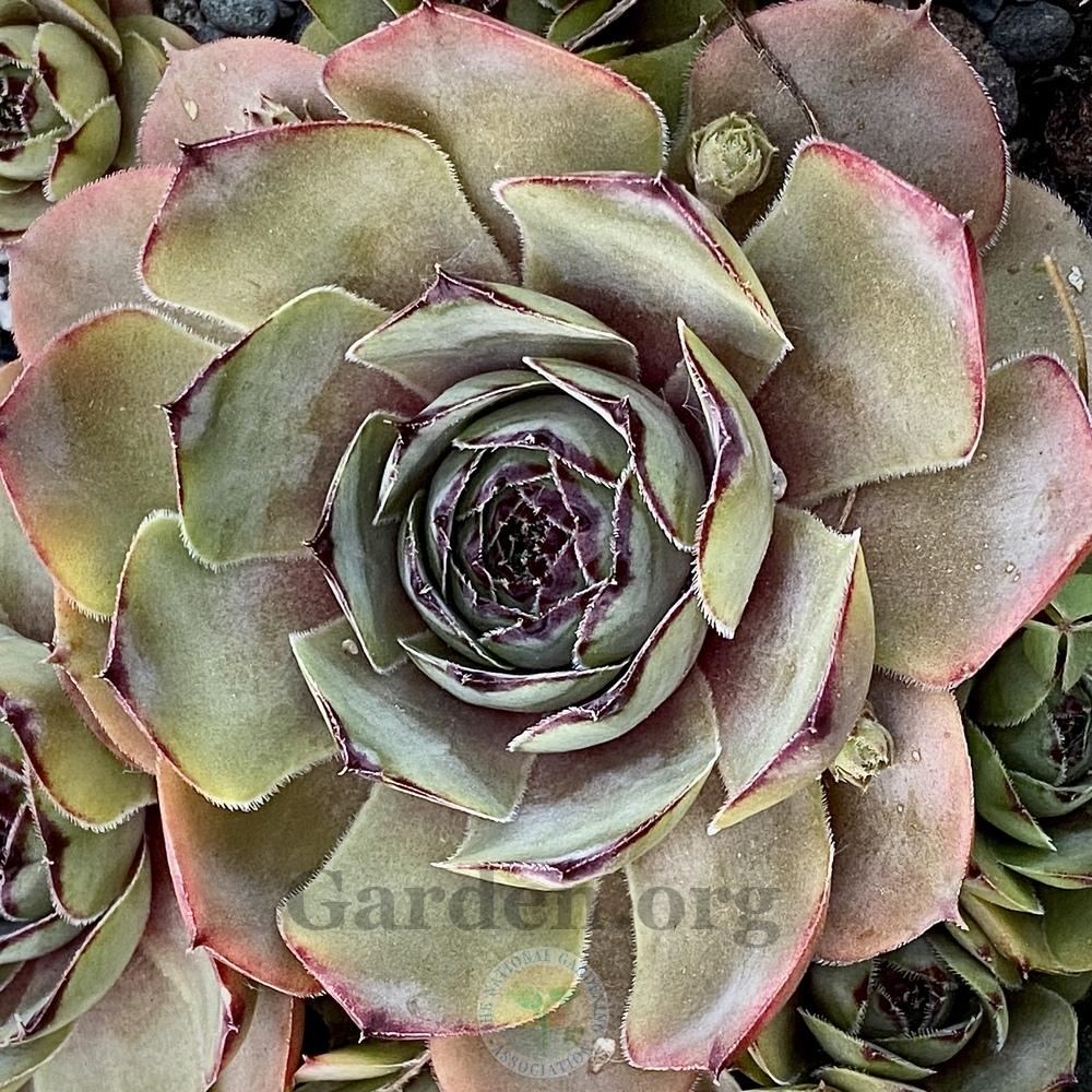 Photo of Hen and Chicks (Sempervivum 'Rita Jane') uploaded by springcolor