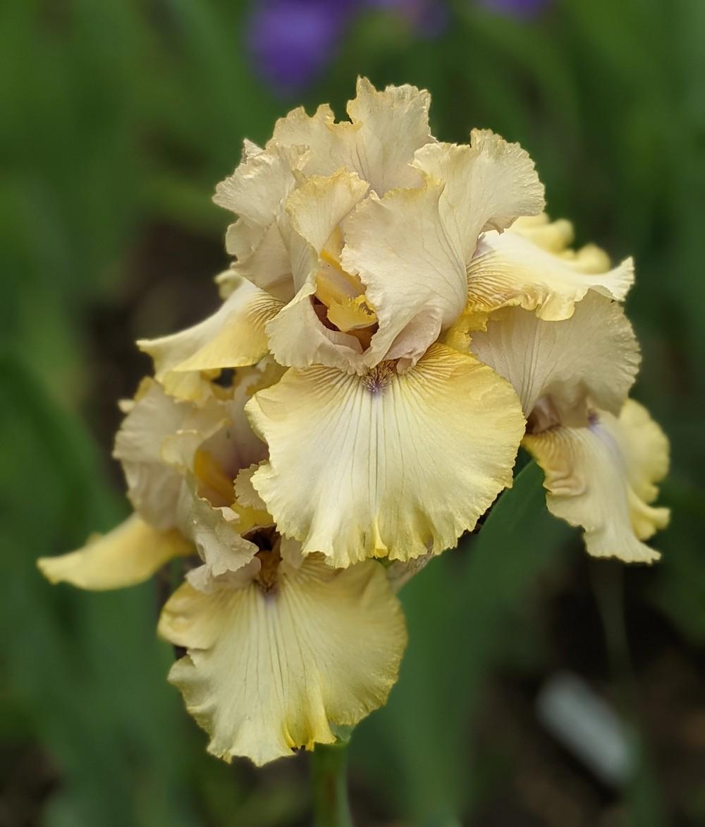 Photo of Tall Bearded Iris (Iris 'County Cork') uploaded by Artsee1