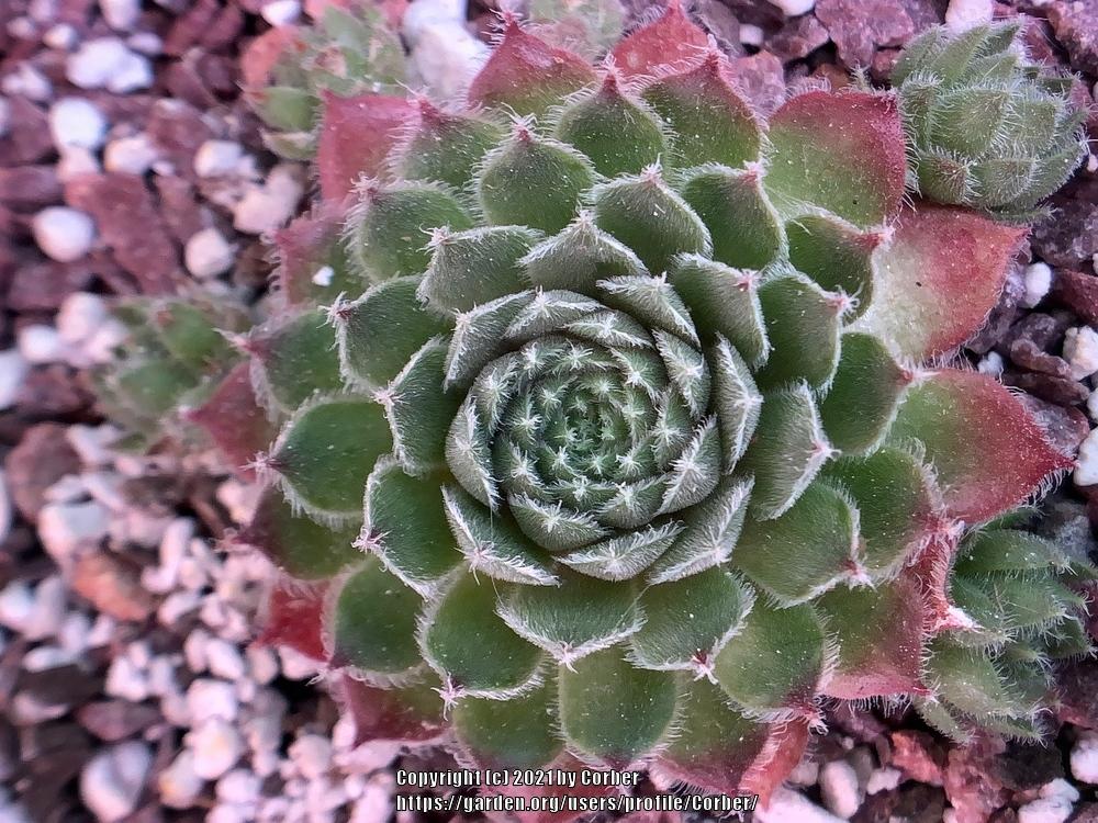 Photo of Hen and chicks (Sempervivum 'Quintessence') uploaded by Corber