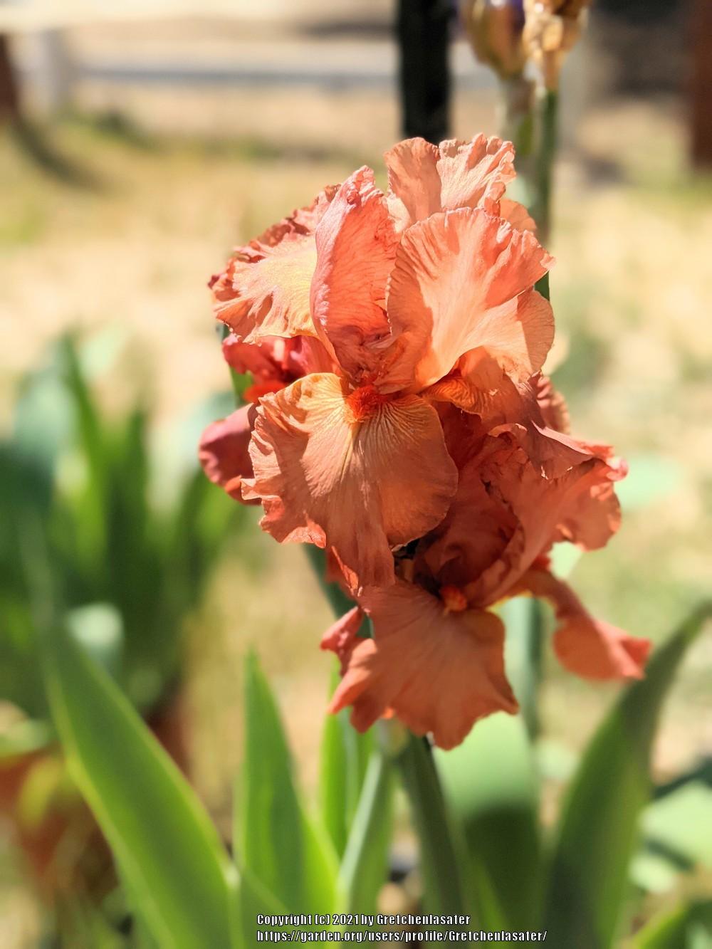 Photo of Tall Bearded Iris (Iris 'Copper Classic') uploaded by Gretchenlasater