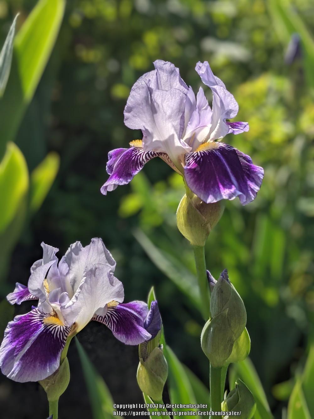 Photo of Miniature Tall Bearded Iris (Iris 'Dividing Line') uploaded by Gretchenlasater