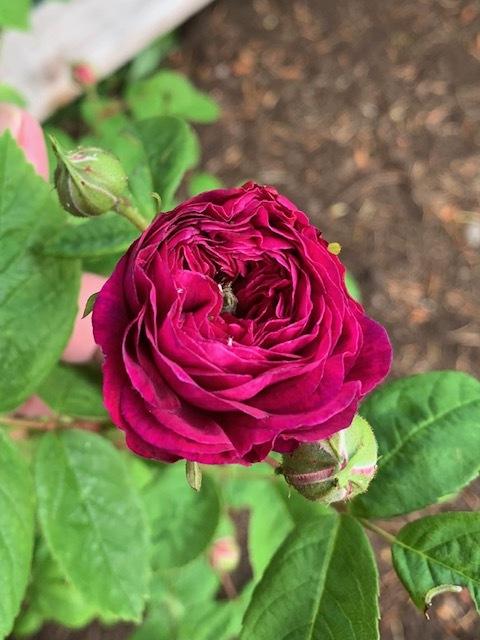 Photo of Rose (Rosa 'The Bishop') uploaded by IslandGarden