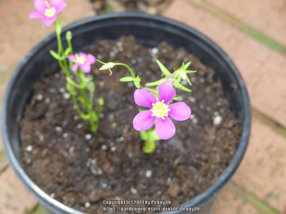Photo of Meadow Pink (Sabatia campestris) uploaded by Peggy8b