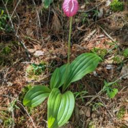 Location: Michaux State Forest 
Date: 2021-05-27
Moccasin flowers are darker this year than last