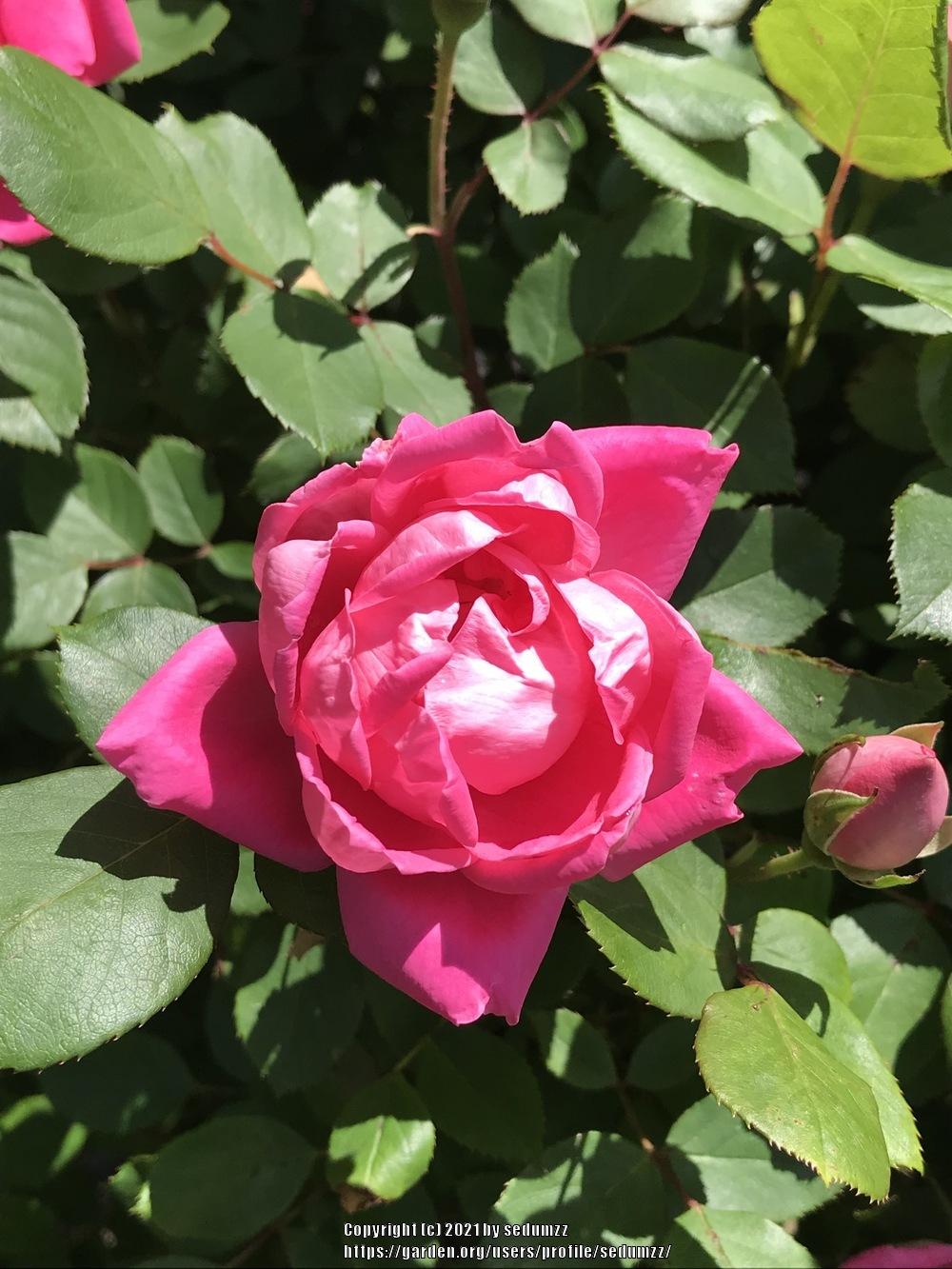 Photo of Roses (Rosa) uploaded by sedumzz