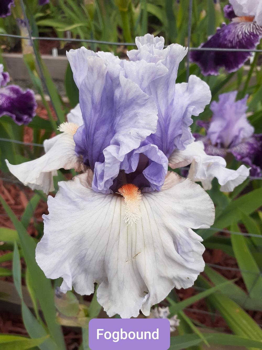 Photo of Tall Bearded Iris (Iris 'Fogbound') uploaded by PaulaHocking