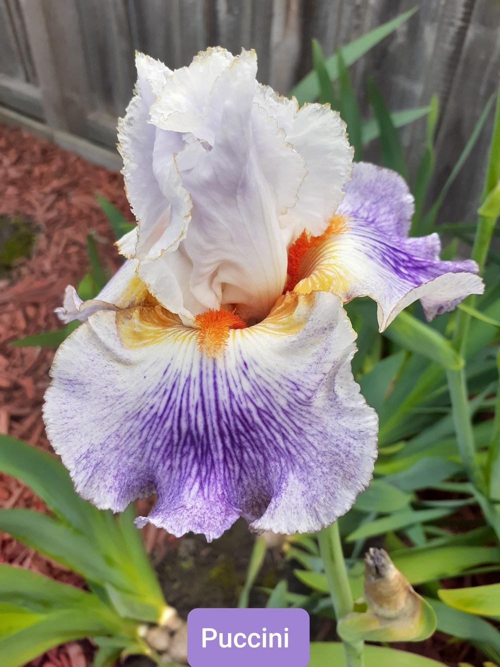 Photo of Tall Bearded Iris (Iris 'Puccini') uploaded by PaulaHocking
