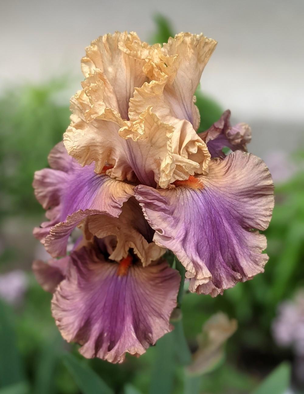 Photo of Tall Bearded Iris (Iris 'Air of Mystery') uploaded by Artsee1
