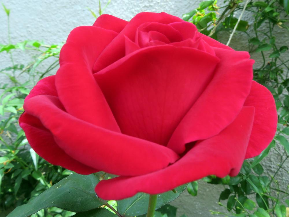 Photo of Hybrid Tea Rose (Rosa 'Mister Lincoln') uploaded by JulieB