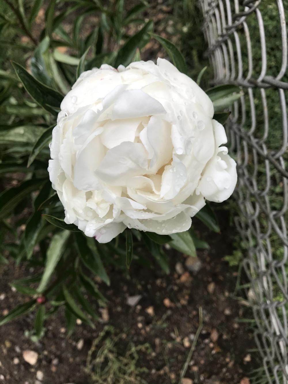 Photo of Peony (Paeonia lactiflora 'Shirley Temple') uploaded by RizzoR